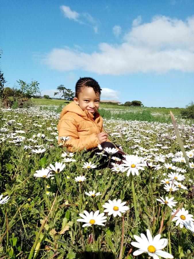 Lighthouse Farm Backpackers Lodge Cape Town Luaran gambar